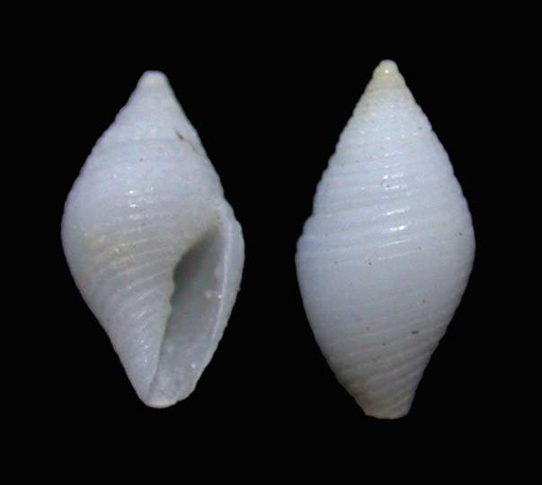 Mitrolumna mediterranea  forma albina